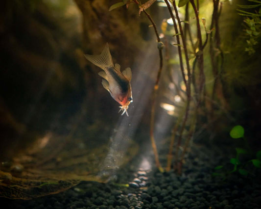 Comment éviter la surpopulation dans un aquarium