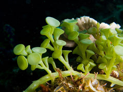 chaulera racemosa