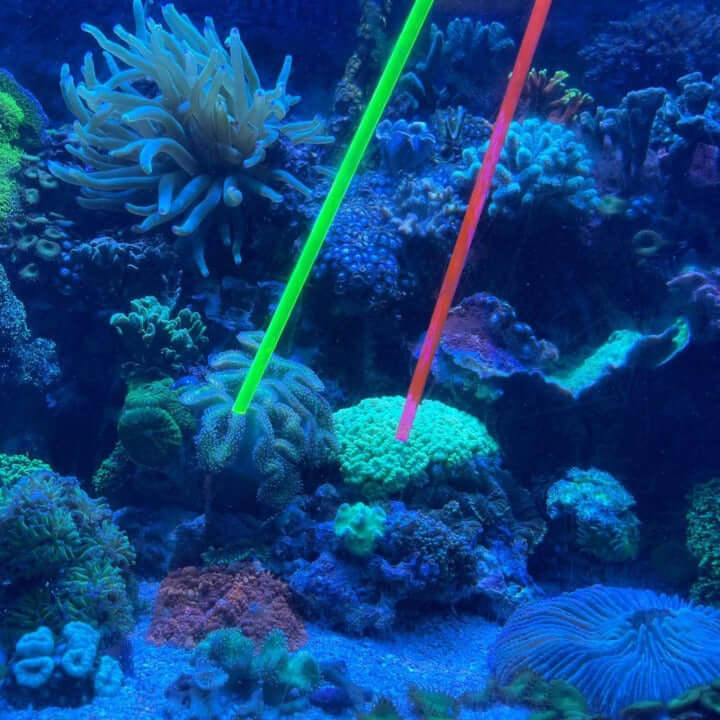 Pointeur de corail en acrylique